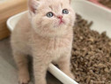 British Shorthair crem