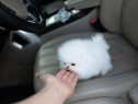 Pomeranian teeacup mini toy