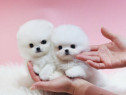 Pomeranian boo mini