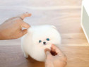 Pomeranian mini boo exemplare superbe de rasa pura