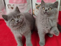 British shorthair băieței și fetițe