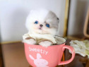 Pomeranian puppy teeacup mini boo