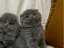 Scottish fold superbi