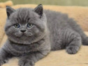 British shorthair băieței și fetițe