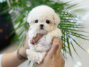 Bichon maltez mini toy