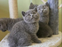 British shorthair puișori superbi