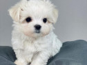 Pui bichon maltez mini toy