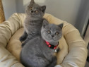 British shorthair băieței și fetițe