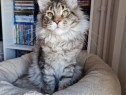 Maine coon superbi