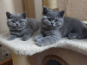 British shorthair băieței și fetițe