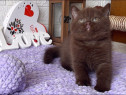 Puiuți British shorthair black chocolate superbi!