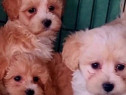 Pui de maltipoo femele și masculi