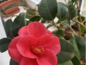 Camelia japonica 62 cm cu glastra