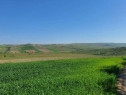 Cota de 1/2 din teren extravilan, comuna Rogova, Jud Mehe...