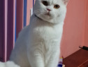 British Shorthair White 1 an și 9 luni,mascul, nu este castrat