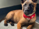Ciobănesc belgian Malinois, 8 săptămâni, carnet de sănătate