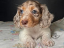 Căței Dachshund adorabili, masculi și femele – Dulci, energici