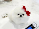 Pomeranian talie mica rasă pura