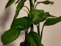 Planta Spathiphyllum
