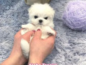Bichon maltez mini toy