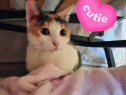 Adoptie pisica calico castrata Zeda