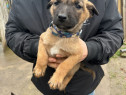 V&acirc;nd pui ciobanesc belgian malinois