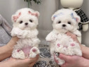 Bichon maltez mini toy