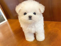 Bichon Maltez Mini Toy
