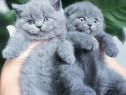 British shorthair blue