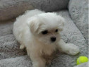 Bichon maltez mini tot