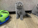 Scottish fold băieței și fetițe