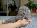 Scottish fold puiuți