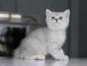 British shorthair puișori
