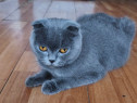 Scottish fold isi cauta gazda