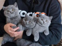 British shorthair băieței și fetițe