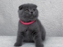 Scottish fold puiuți