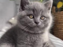 British shorthair pui 2 luni