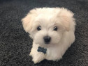 Bichon maltez mini tot