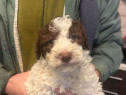 Lagotto romagnolo