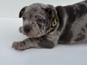 American Bully Pocket