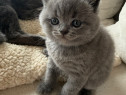 Pui british shorthair