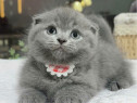 Scottish fold superb