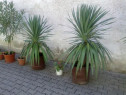 YUCCA - plante decorative