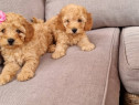 Pui pudel/caniche (canis)!!!