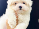 Bichon naltesse albi
