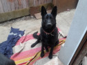 Cateluse lup ciobanesc german alsacian negru complet pur