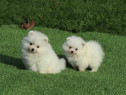 Disponibili catei Pomeranian albi cu pedigree