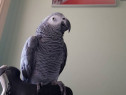 Remarcabil papagal cenușiu african pentru adopție