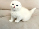 Pui scottish fold pui british