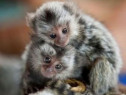 Maimuțe marmoset masculi și femele disponibile